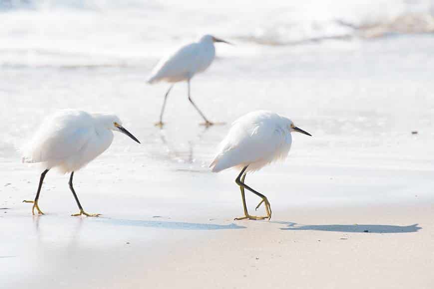 Birdwatching on Anna Maria Island